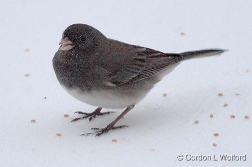 Dark-eyed Junco (Slate Form)_52451.jpg - Dark-eyed Junco (Junco hyemalis), Slate-colored form photographed at Ottawa, Ontario - the capital of Canada.